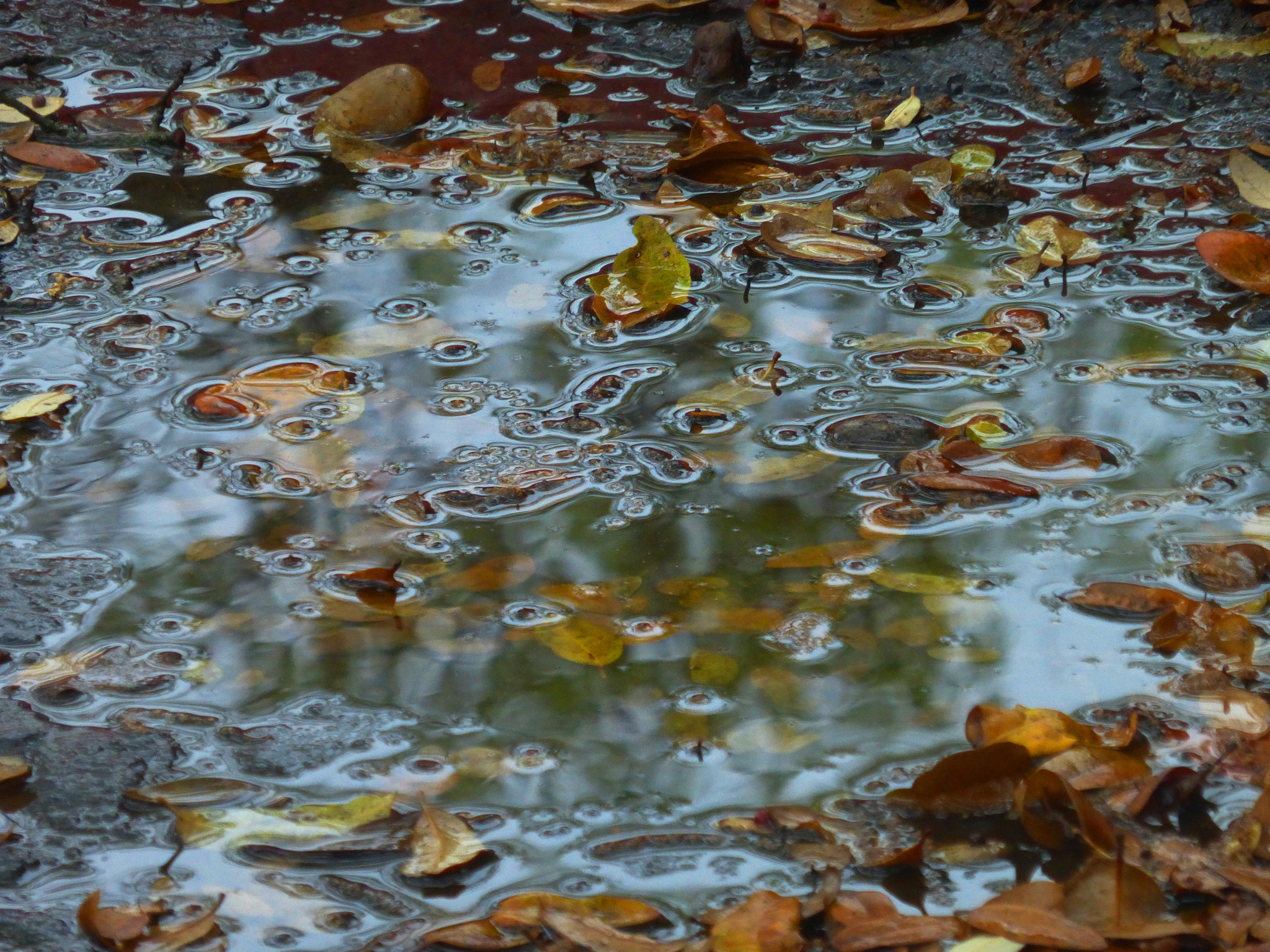 Panasonic Lumix DMC-ZS25 (Lumix DMC-TZ35) sample photo. Puddle view photography