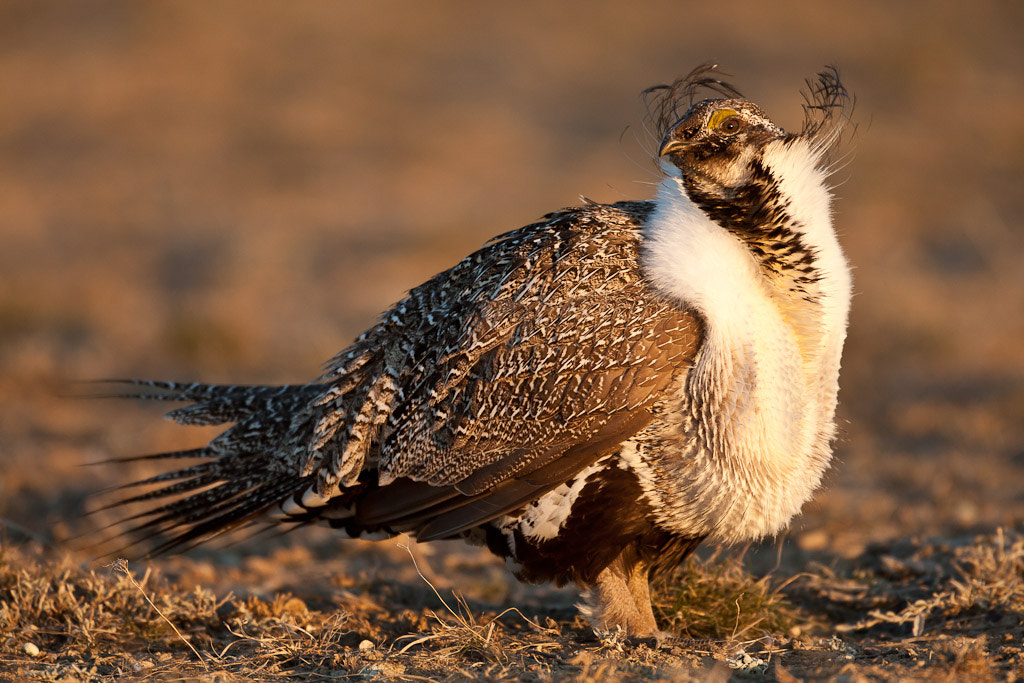 Canon EOS-1D Mark III + Canon EF 500mm F4L IS USM sample photo. Sage grouse photography