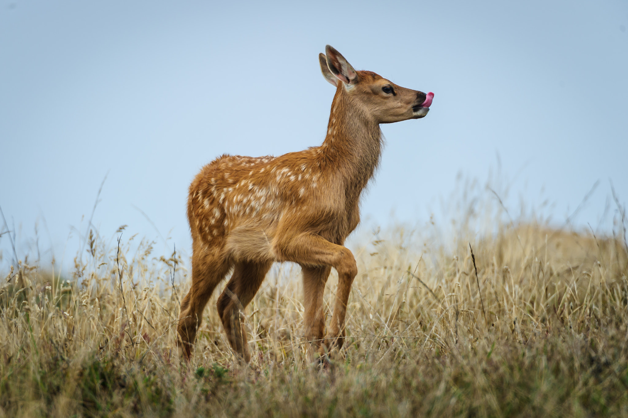 Nikon D3S sample photo. Tule elk fawn photography