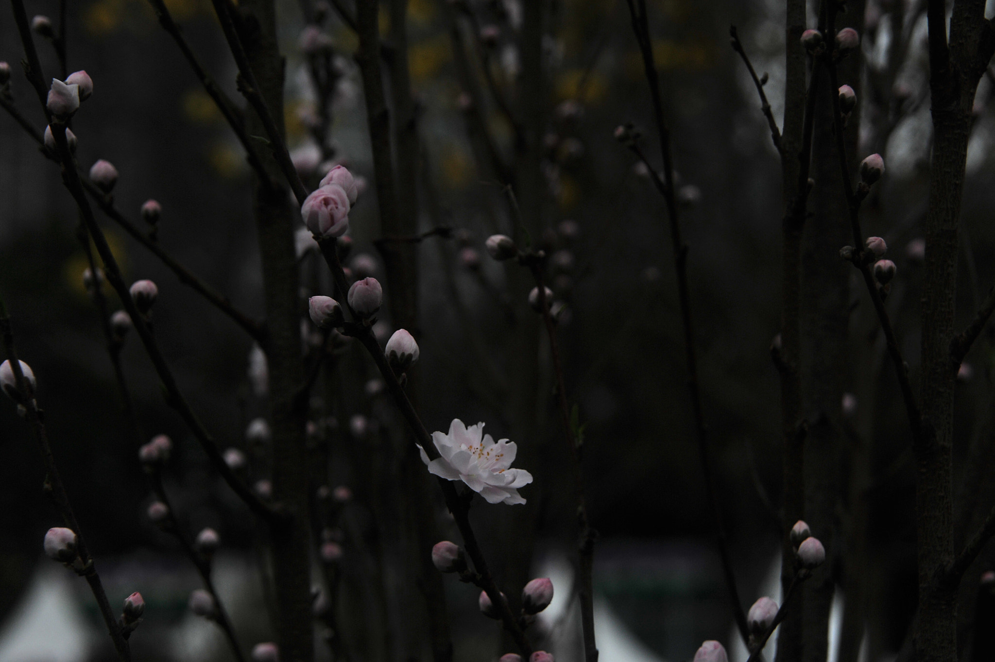 Nikon D3S sample photo. ...香港花卉展覽 2016 (10)... photography