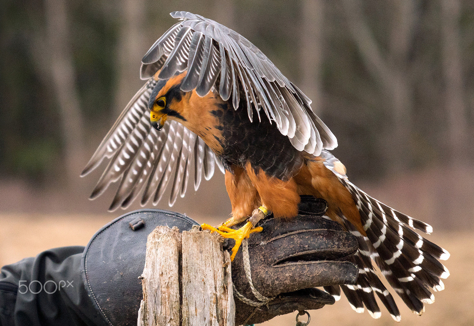Panasonic Lumix DMC-GX8 + LEICA DG 100-400/F4.0-6.3 sample photo. Falcon in training photography