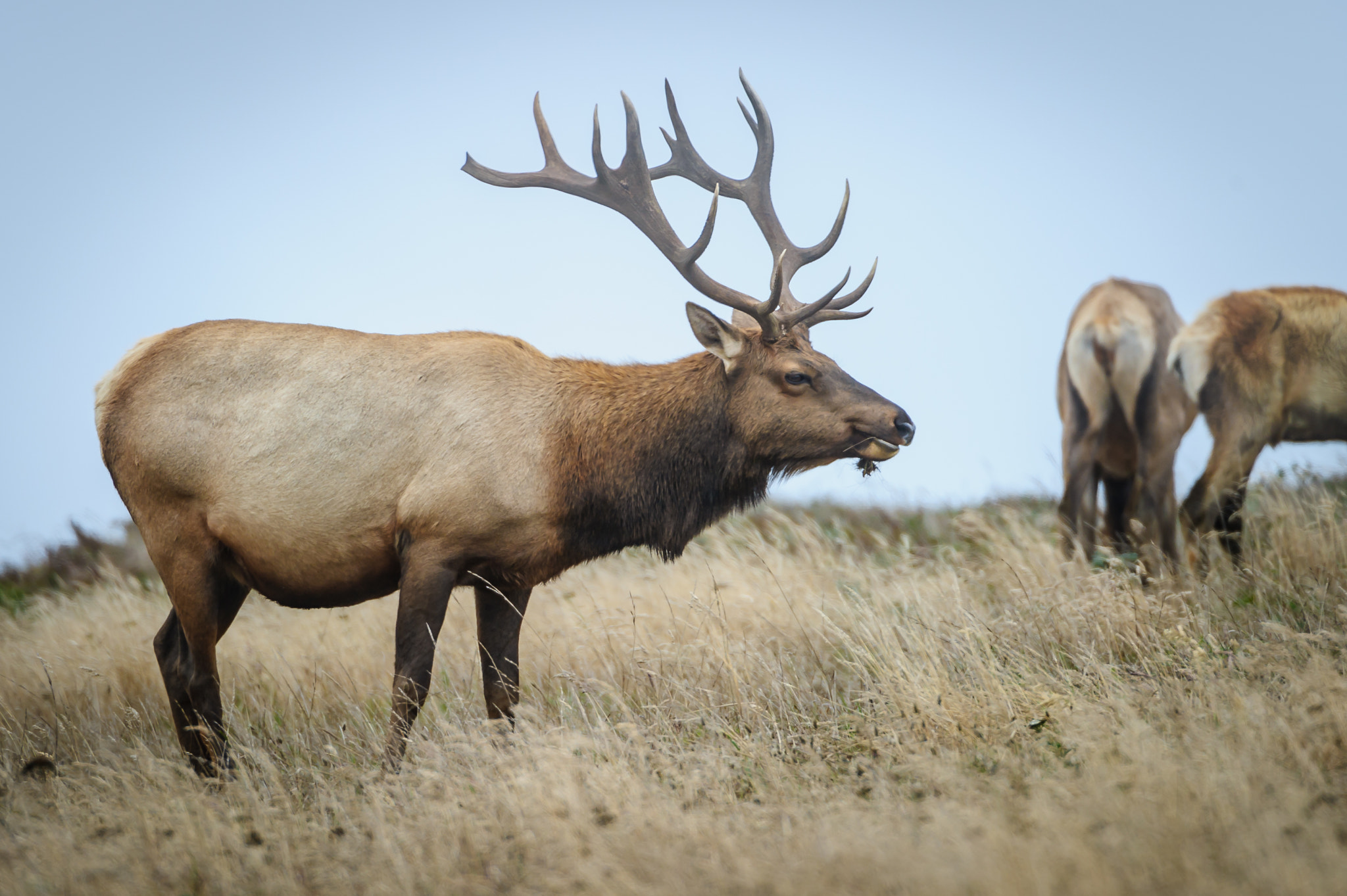 Nikon D3S sample photo. Tule elk photography