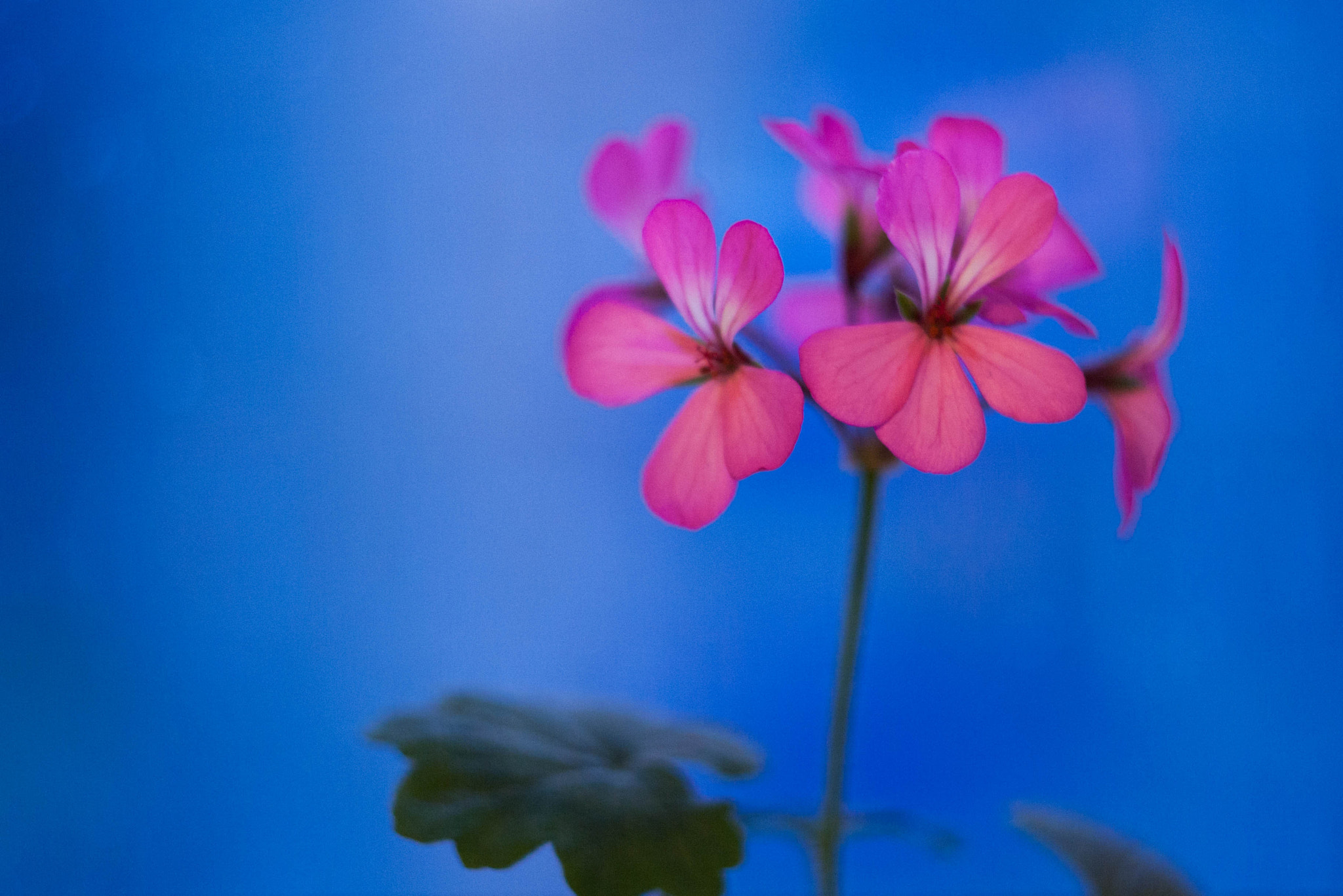 Canon EF 35-80mm f/4-5.6 sample photo. Geranium on blue photography