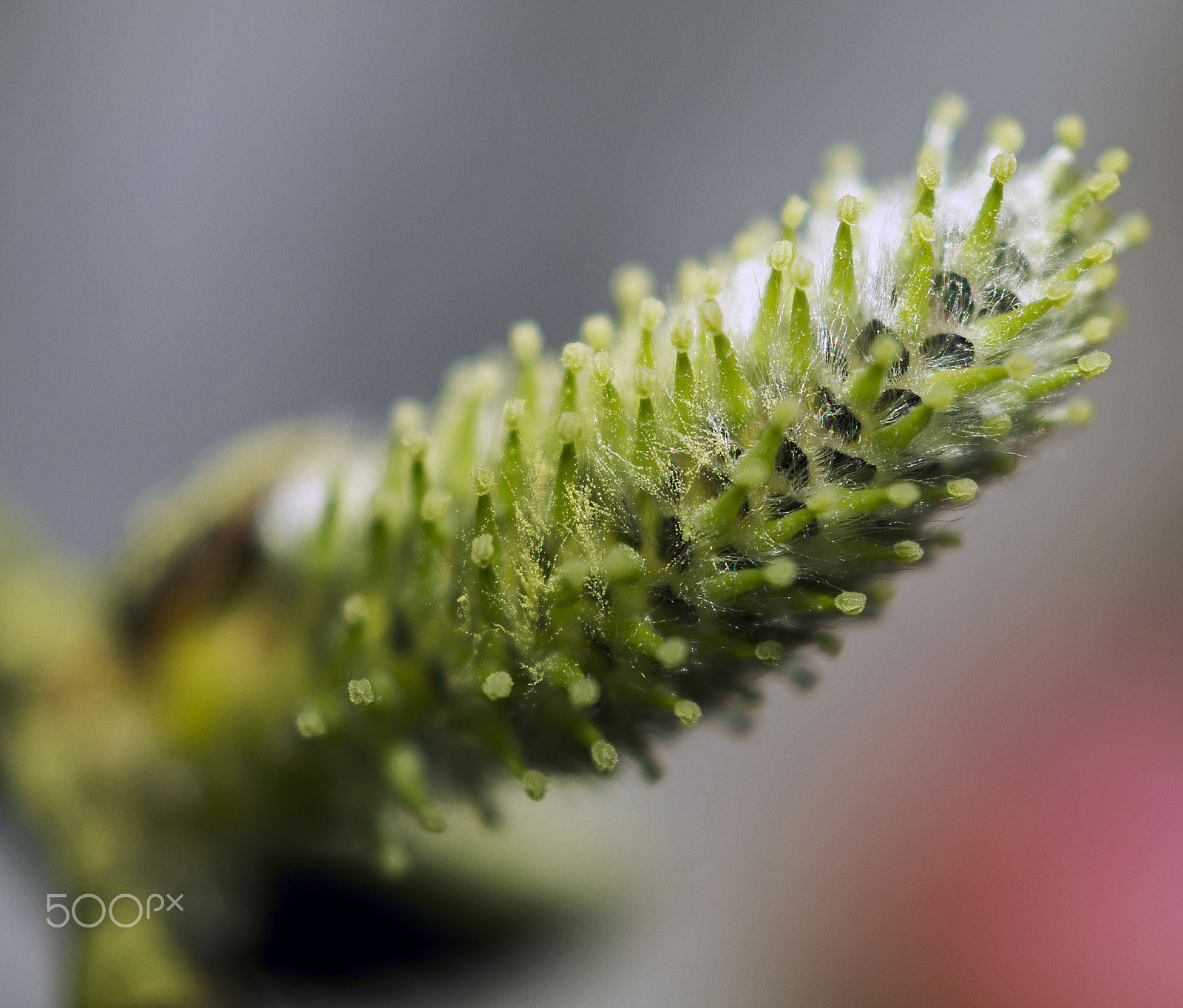 Sony SLT-A58 + Sony DT 30mm F2.8 Macro SAM sample photo. Willow photography