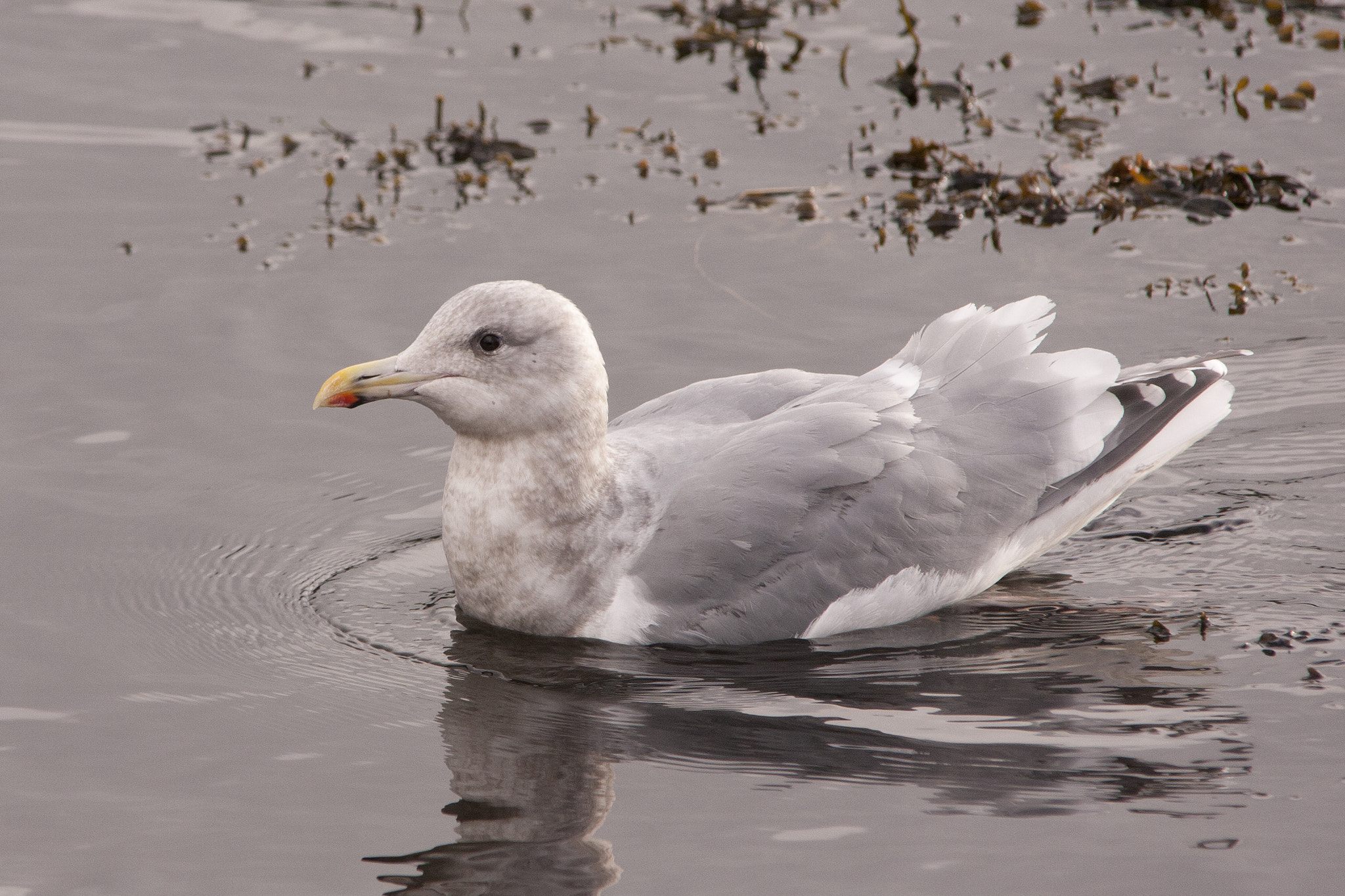 Canon EOS 40D + Sigma 150-500mm F5-6.3 DG OS HSM sample photo. Glaucous-winged gull photography