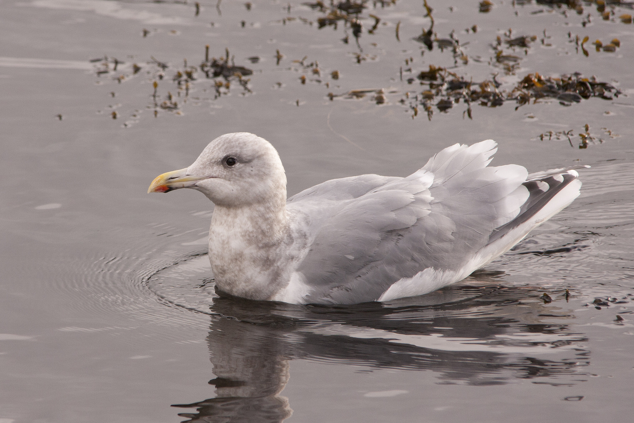 Sigma 150-500mm F5-6.3 DG OS HSM sample photo. Glaucous-winged gull photography