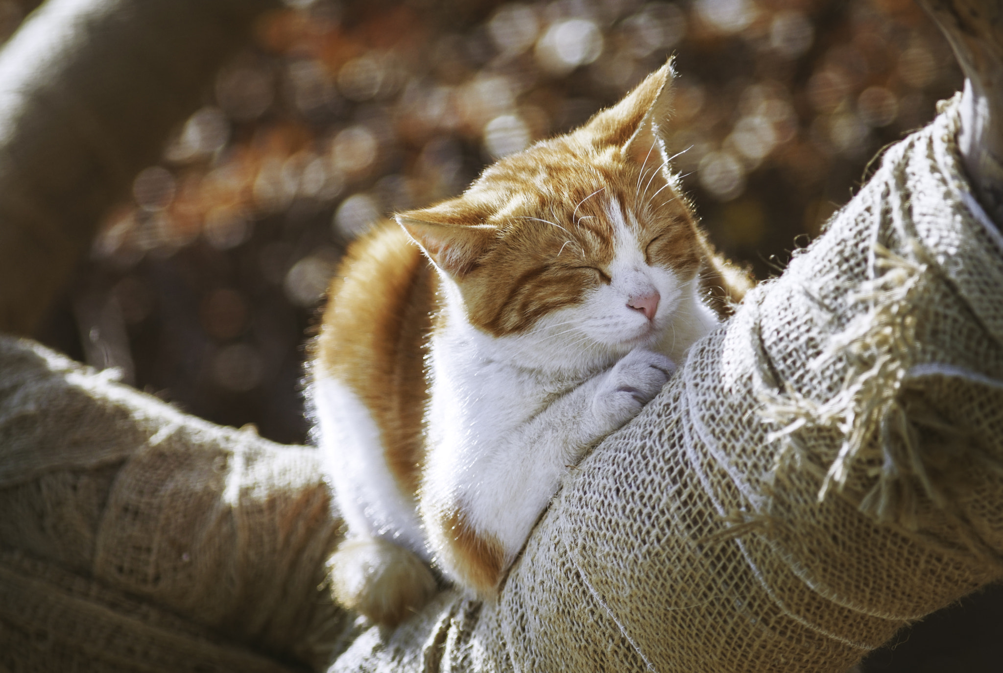 Sony DT 50mm F1.8 SAM sample photo. Sleeping photography