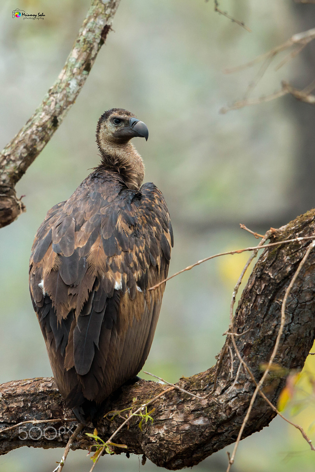 Canon EOS 70D + Canon EF 500mm F4L IS II USM sample photo. White rumped vulture juvenile photography