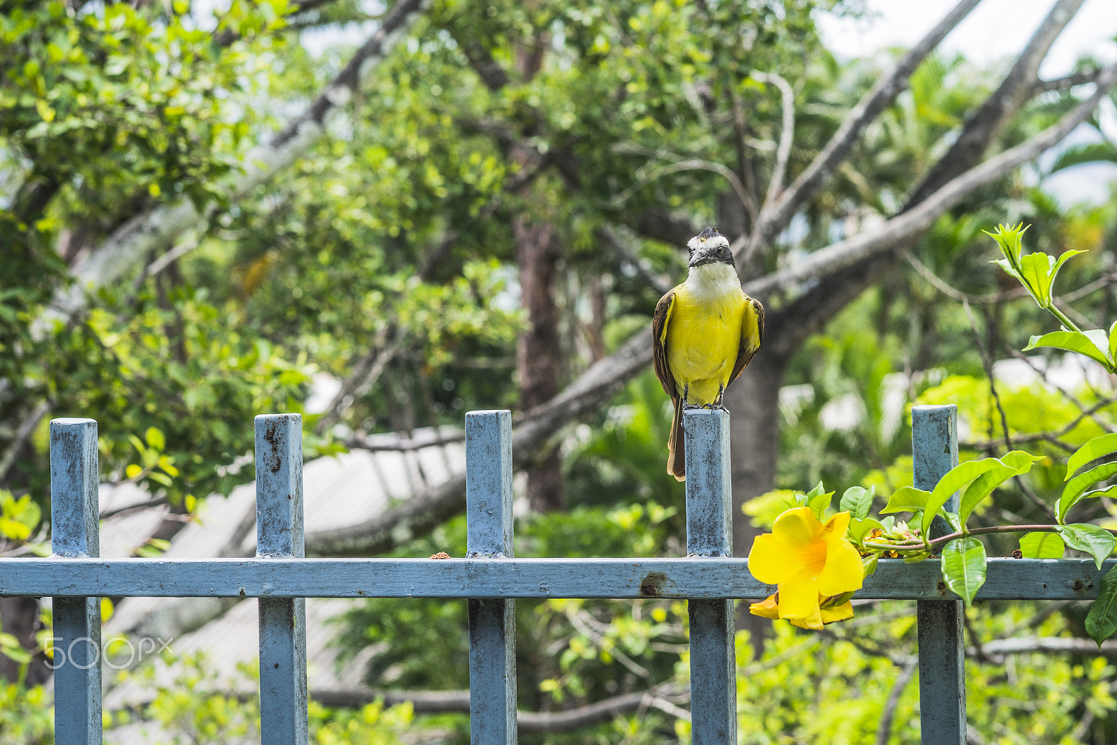 Sony a99 II + Sony 85mm F2.8 SAM sample photo. Great kiskadee photography