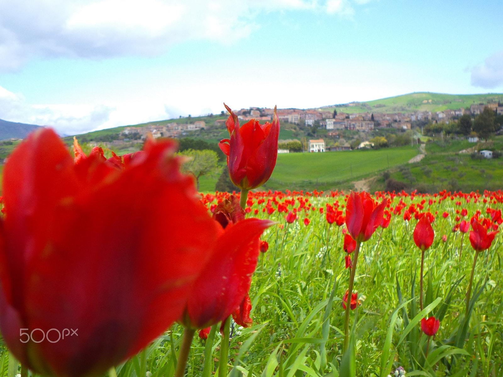 Sony DSC-W620 sample photo. Tulips photography