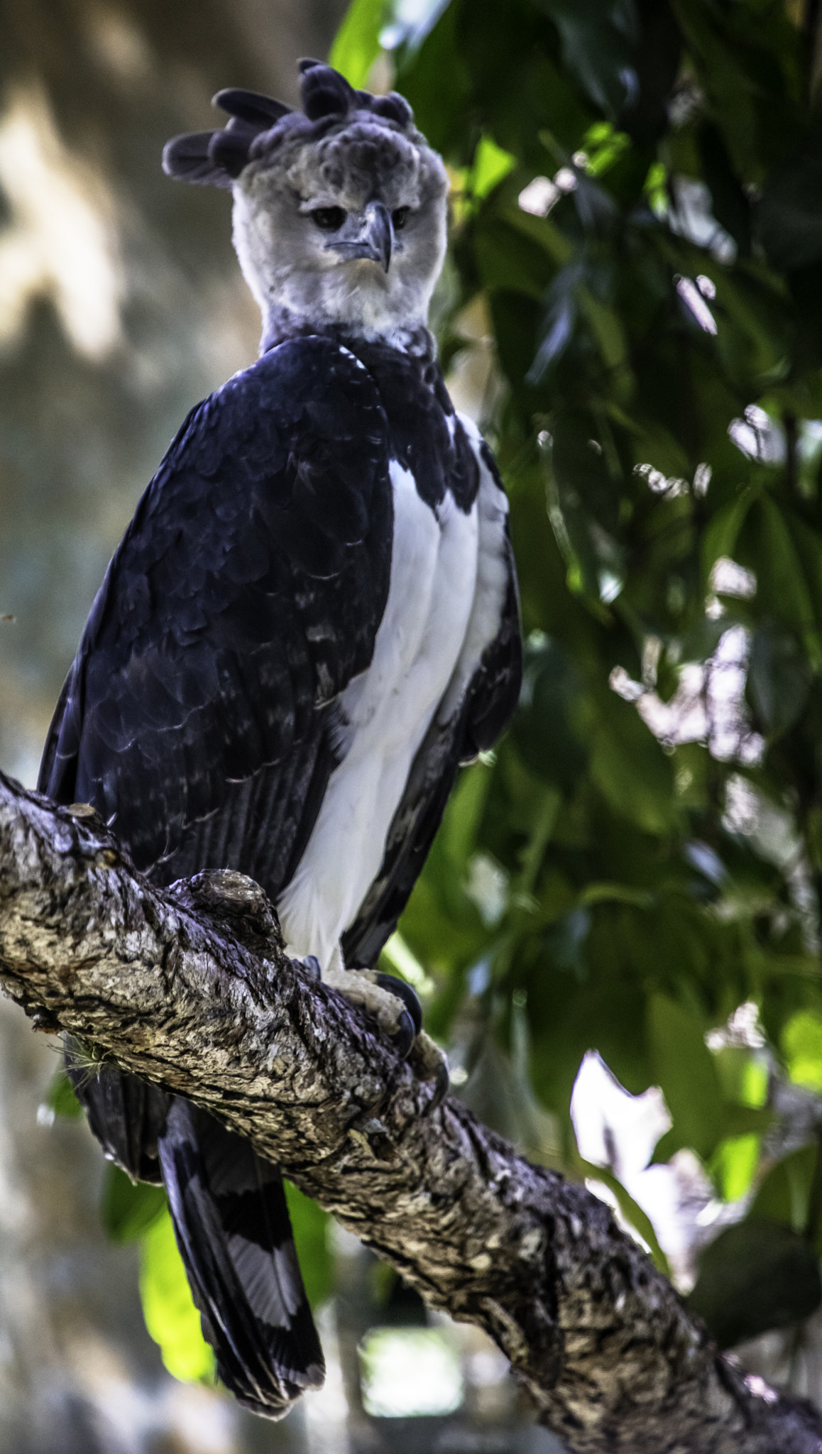Canon EF 100-400mm F4.5-5.6L IS USM sample photo. Harpy eagle photography