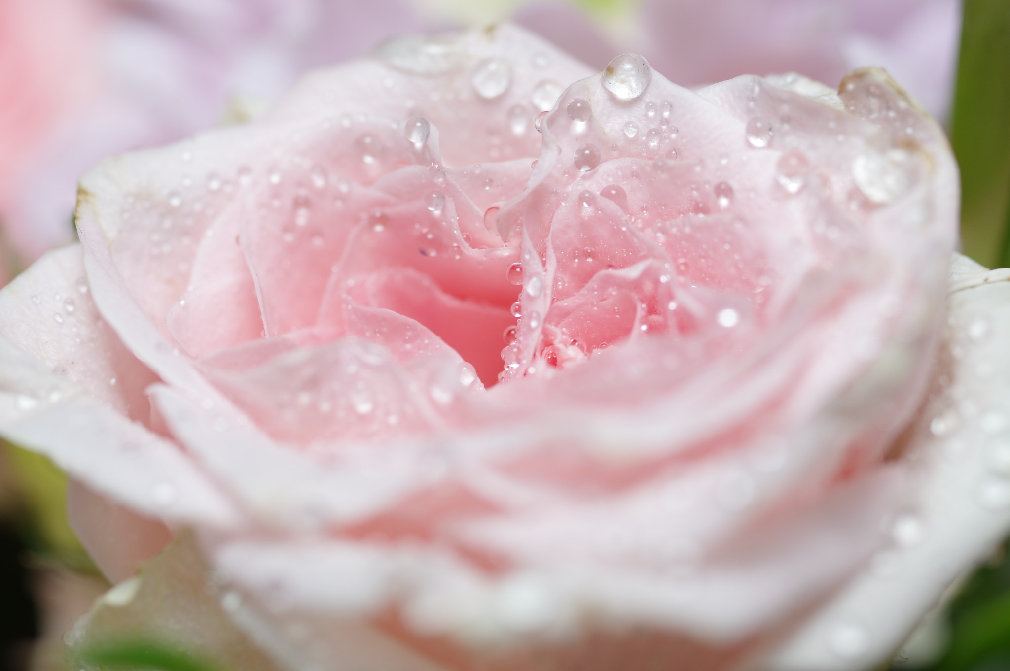 Pentax smc D-FA 50mm F2.8 Macro sample photo