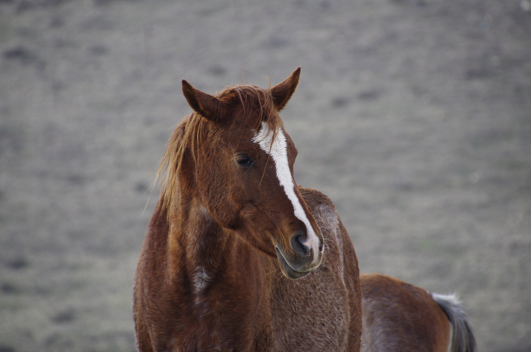 Pentax K-r + Pentax smc DA 18-270mm F3.5-6.3 ED SDM sample photo. Horse on the hill photography