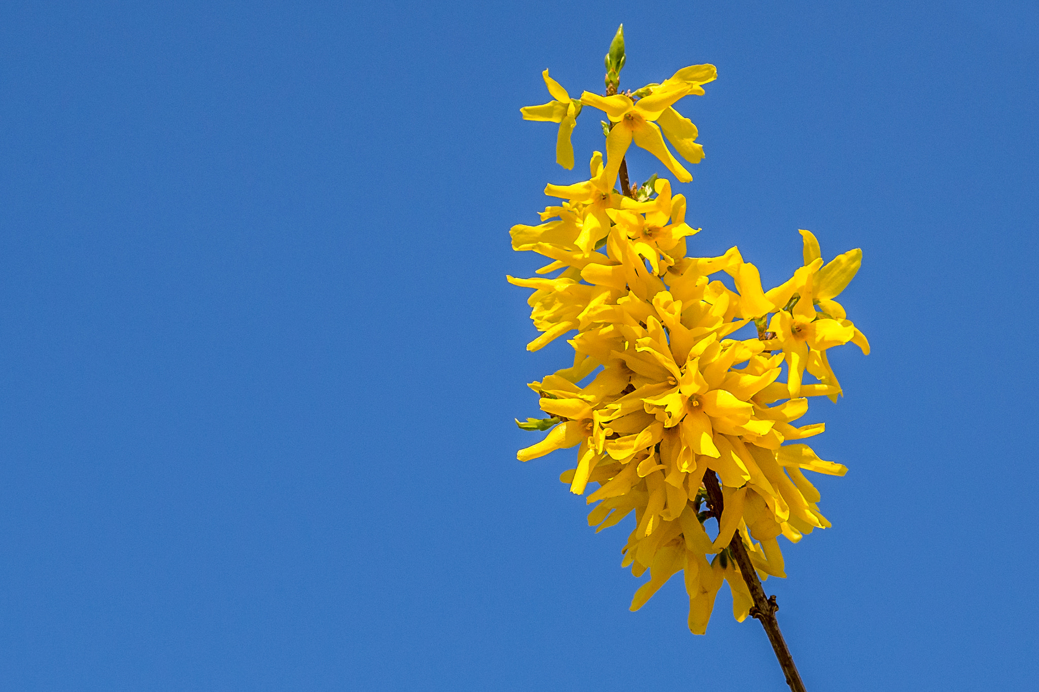 Olympus OM-D E-M10 + Sigma 30mm F2.8 DN Art sample photo. Yellow and blue photography