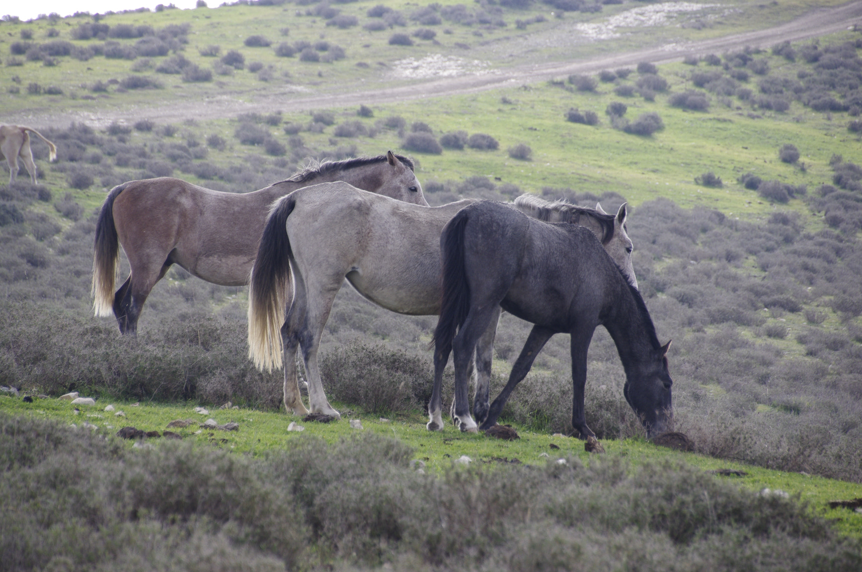 Pentax K-r + Pentax smc DA 18-270mm F3.5-6.3 ED SDM sample photo. Horses hanging out  photography