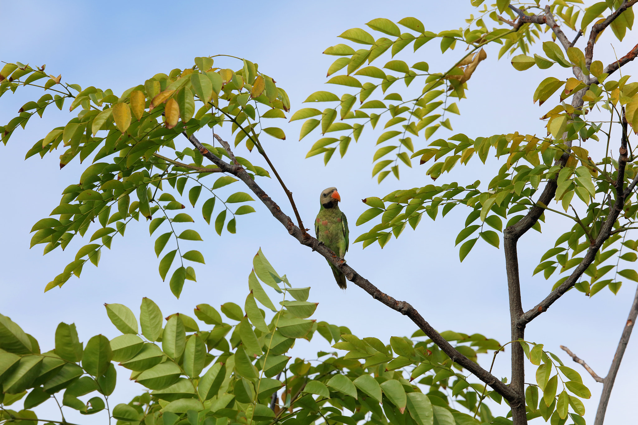 Canon EF 400mm F2.8L IS II USM sample photo. Red-breasted parakeet photography