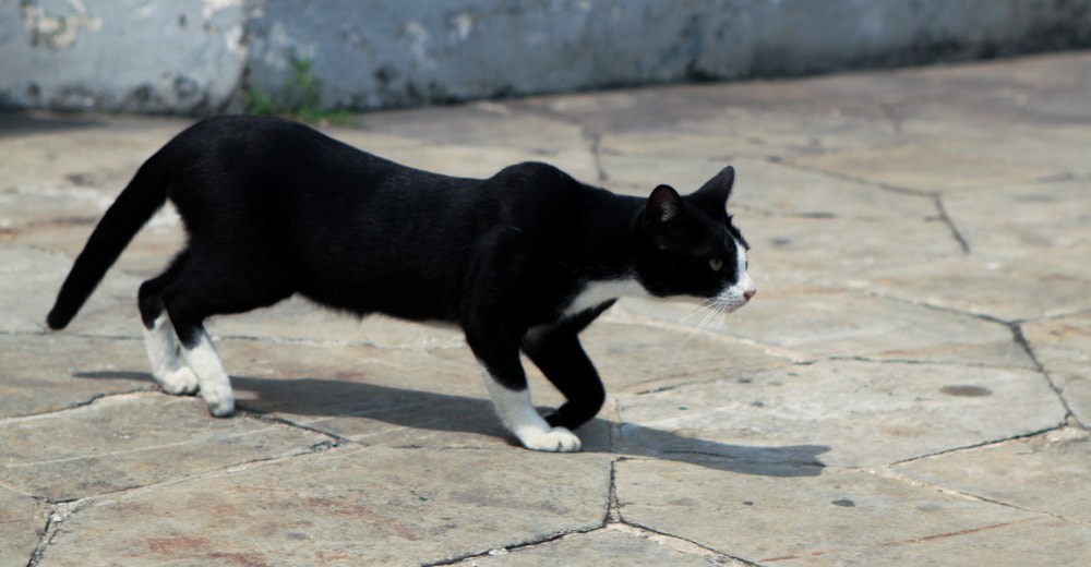 Canon EOS 500D (EOS Rebel T1i / EOS Kiss X3) + Canon EF 24-70mm F2.8L USM sample photo.  black cat in thailand  photography