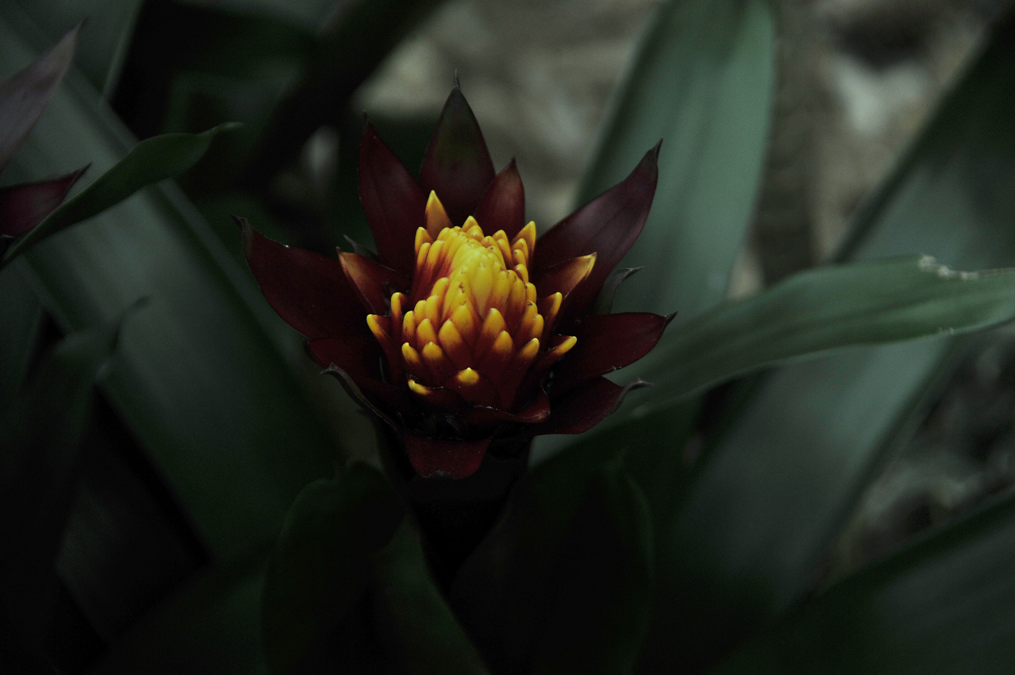 Nikon D3S sample photo. ...香港花卉展覽 2016 (13)... photography