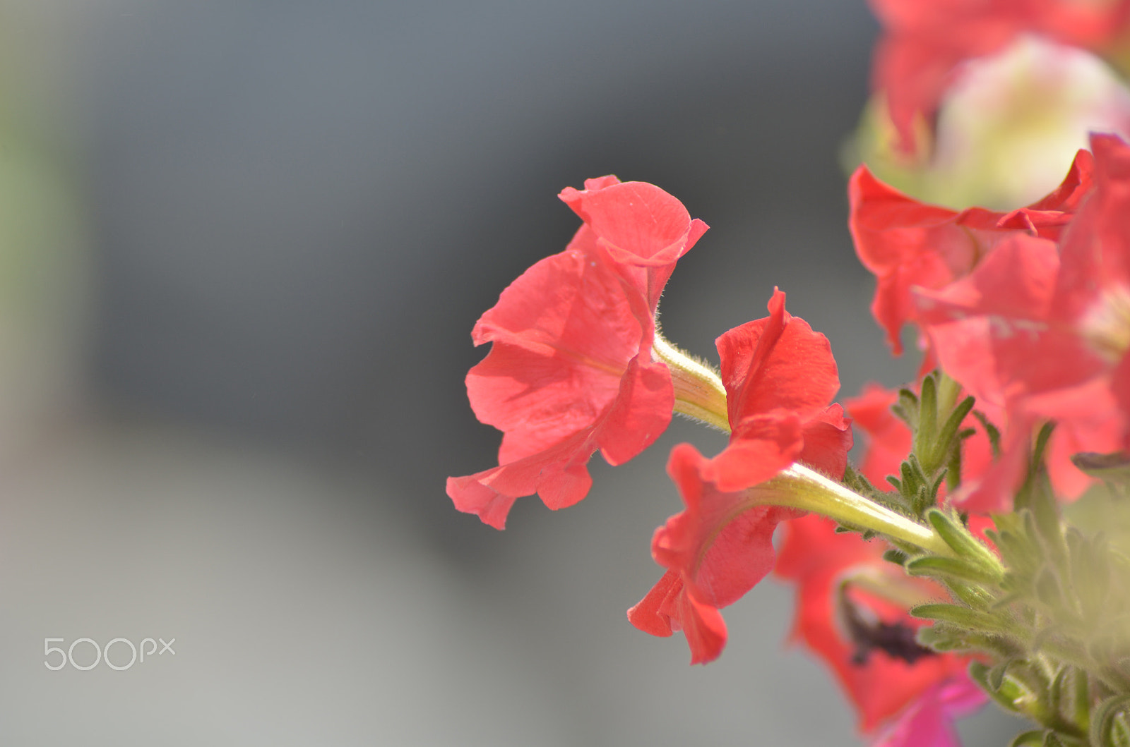 Nikon D5100 + AF Nikkor 24mm f/2.8 sample photo. Dsc_0052.jpg photography