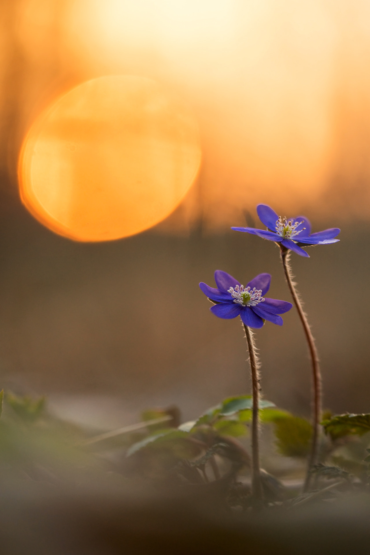 Sigma 150mm f/2.8 EX DG OS HSM APO Macro sample photo. Hepatica nobilis photography