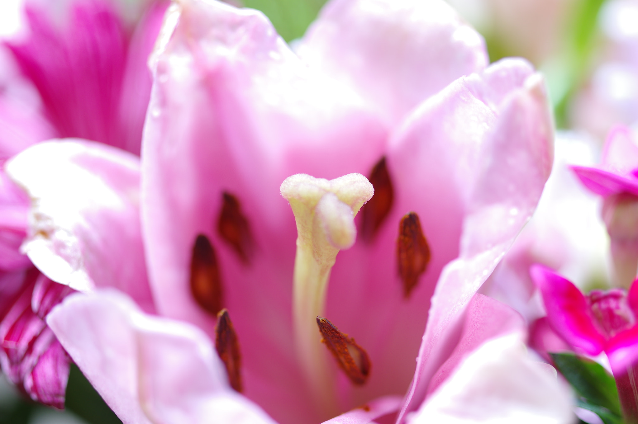Pentax smc D-FA 50mm F2.8 Macro sample photo