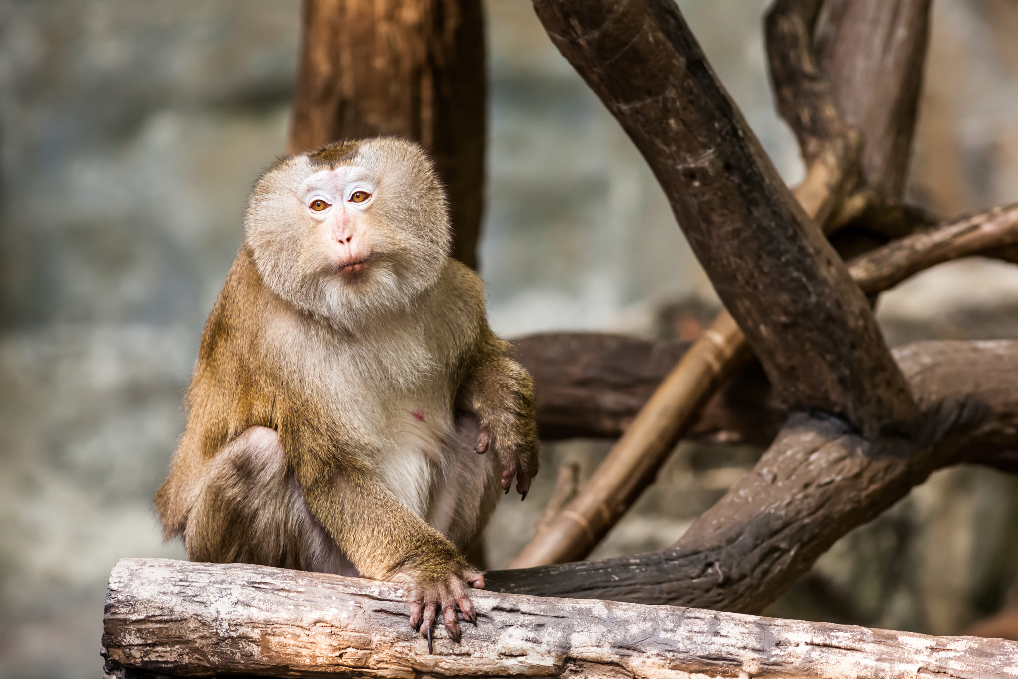 Canon EOS 5D Mark II + Canon EF 400mm F5.6L USM sample photo. Southern pig tailed macaque photography