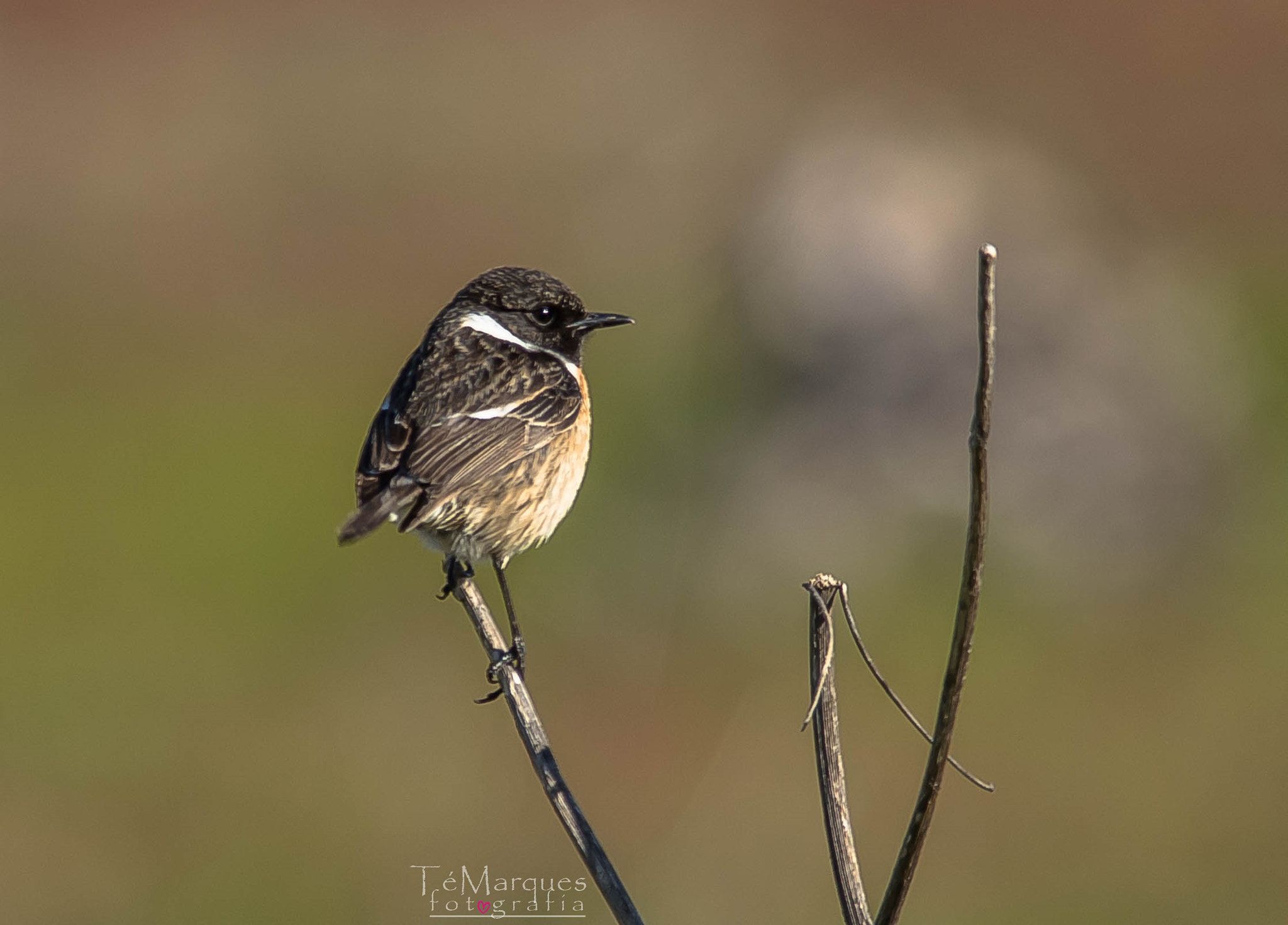 Sigma 150-500mm F5-6.3 DG OS HSM sample photo. Morning visit photography