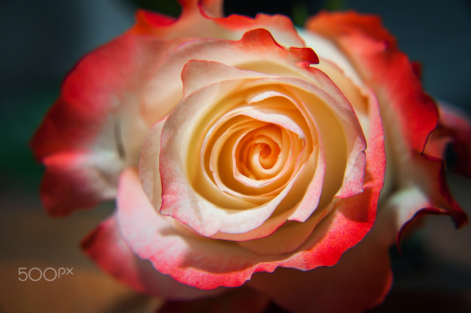 Sigma 28-70mm F2.8 EX DG sample photo. Macro rose photography