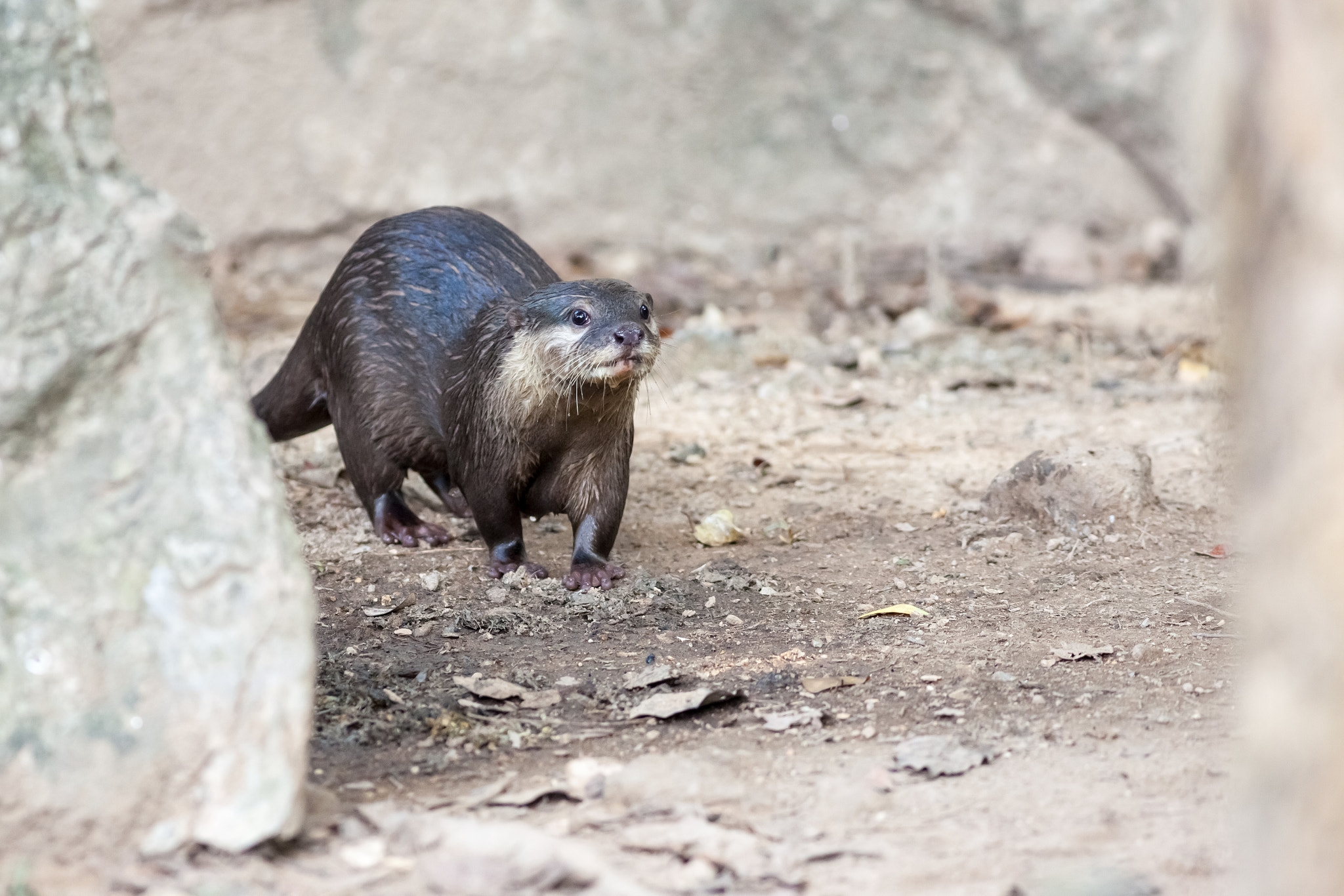 Canon EOS 5D Mark II + Canon EF 400mm F5.6L USM sample photo. Walking of the otter photography