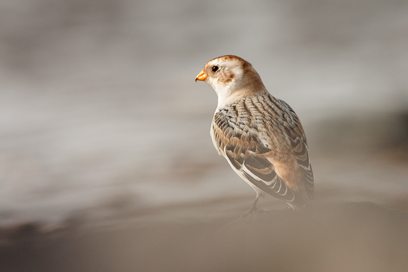 Canon EF 100-400mm F4.5-5.6L IS USM sample photo. Snow bunting photography