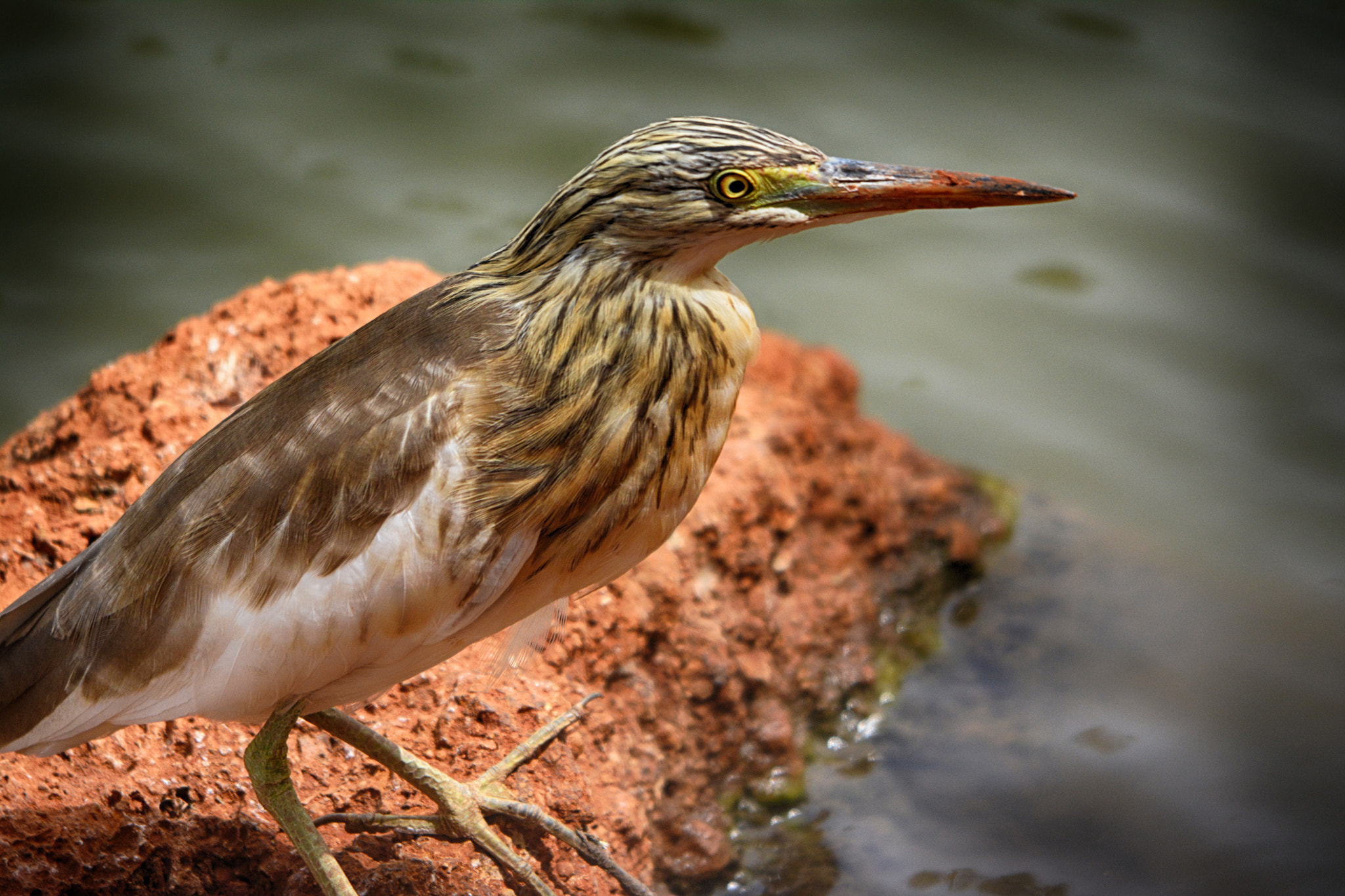 Sigma 150-500mm F5-6.3 DG OS HSM sample photo. Watch the birdie photography