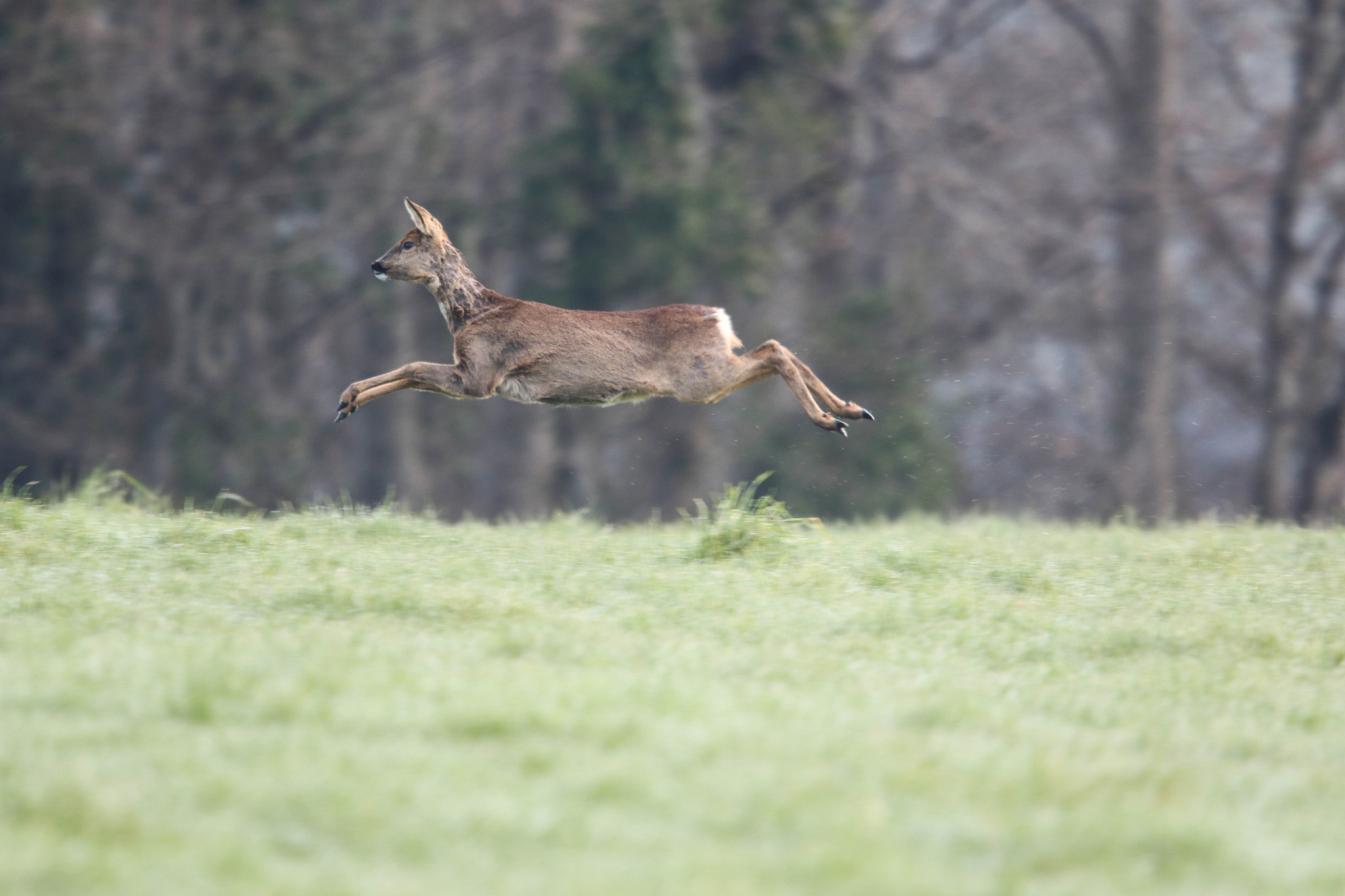 Canon EOS 7D Mark II + Canon EF 400mm F2.8L IS II USM sample photo. Deer photography