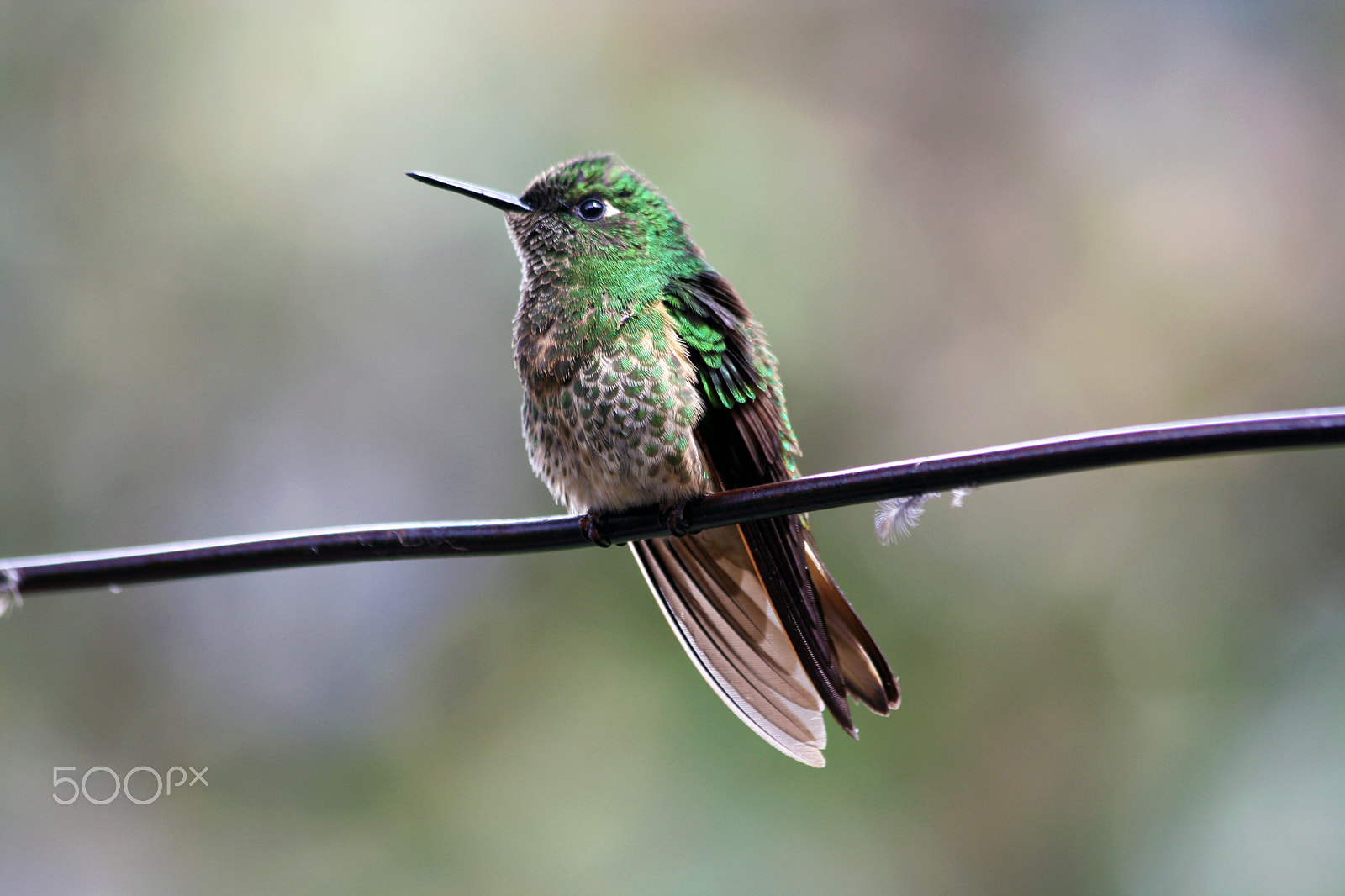 Canon EF 70-300mm F4-5.6 IS USM sample photo. Hummingbird photography