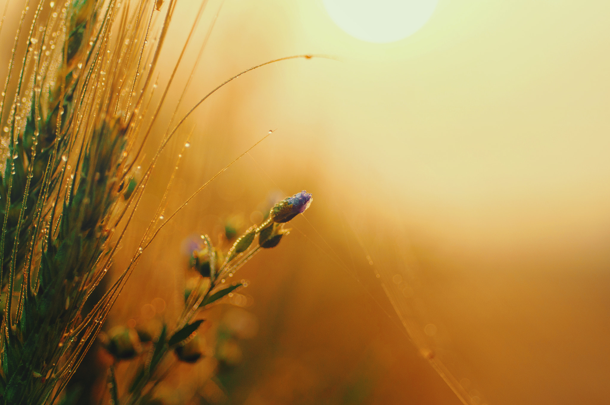 Nikon D90 + Nikon AF Micro-Nikkor 60mm F2.8D sample photo. Flaxseed flower in morning dew photography