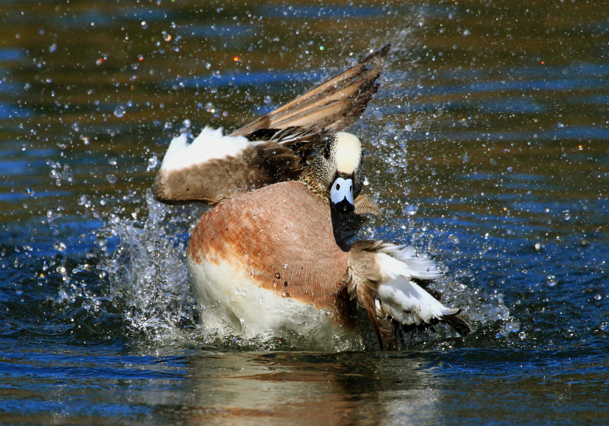 Canon EF 100-400mm F4.5-5.6L IS USM sample photo. Waterfowl salute photography