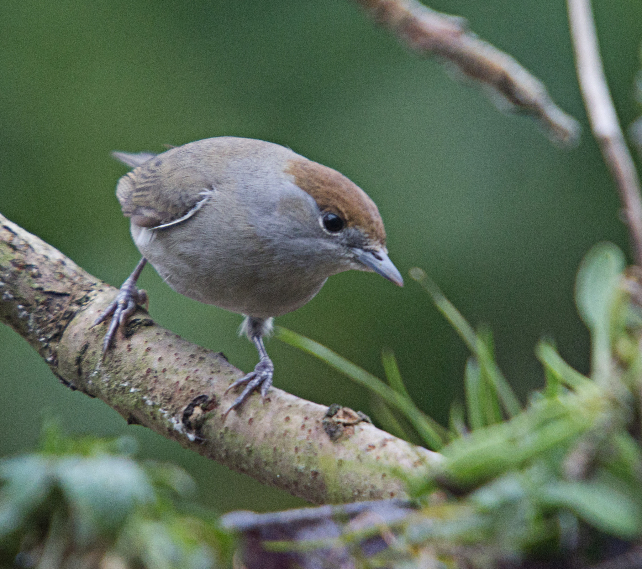 Sigma 50-500mm f/4-6.3 APO HSM EX sample photo. Female blackcap photography