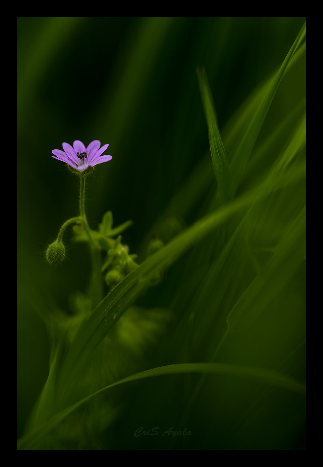 Nikon D4 sample photo. Hidden colors photography