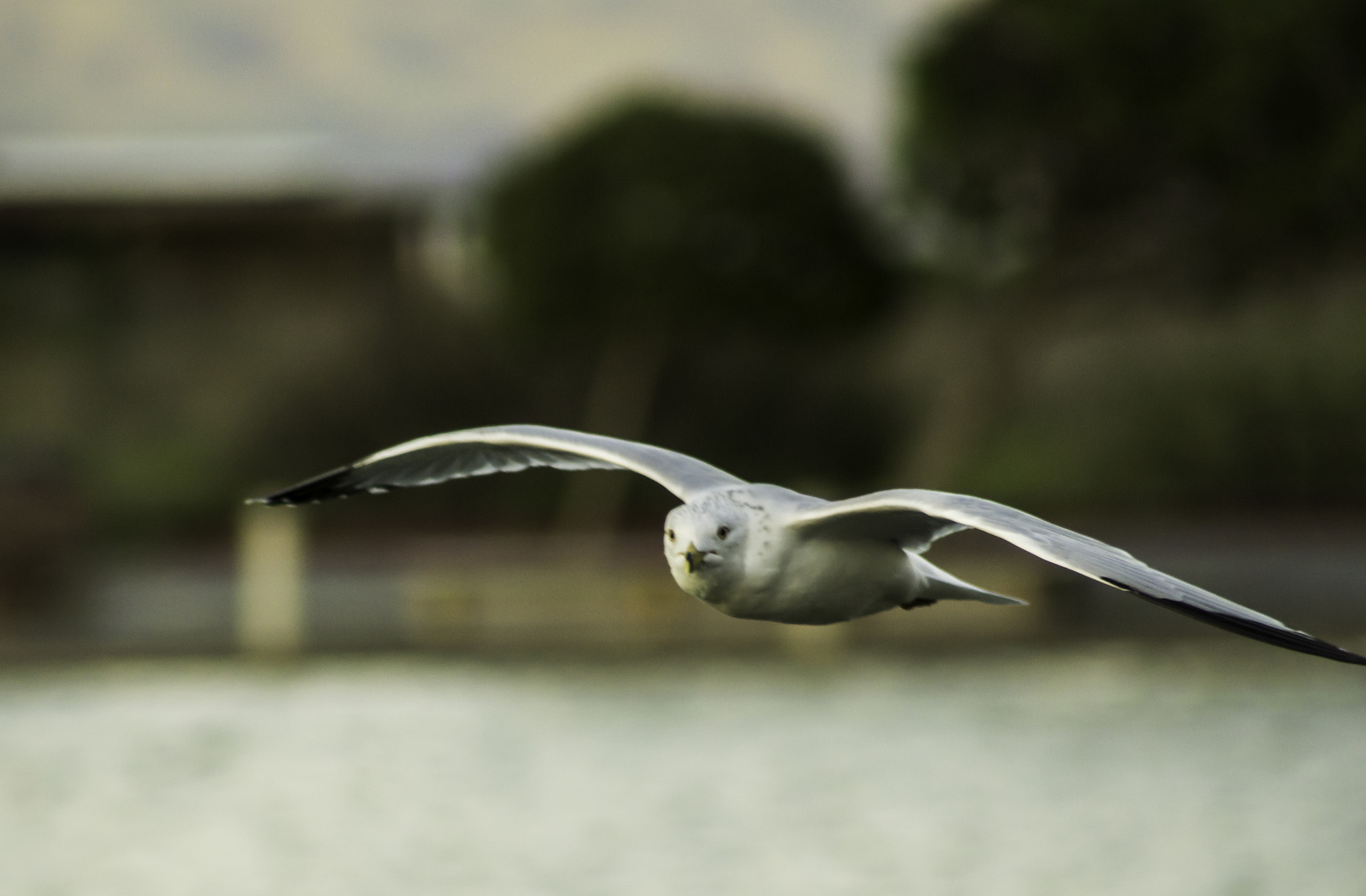 Sony a6000 + Tamron AF 70-300mm F4-5.6 Di LD Macro sample photo. Flight of the gull photography