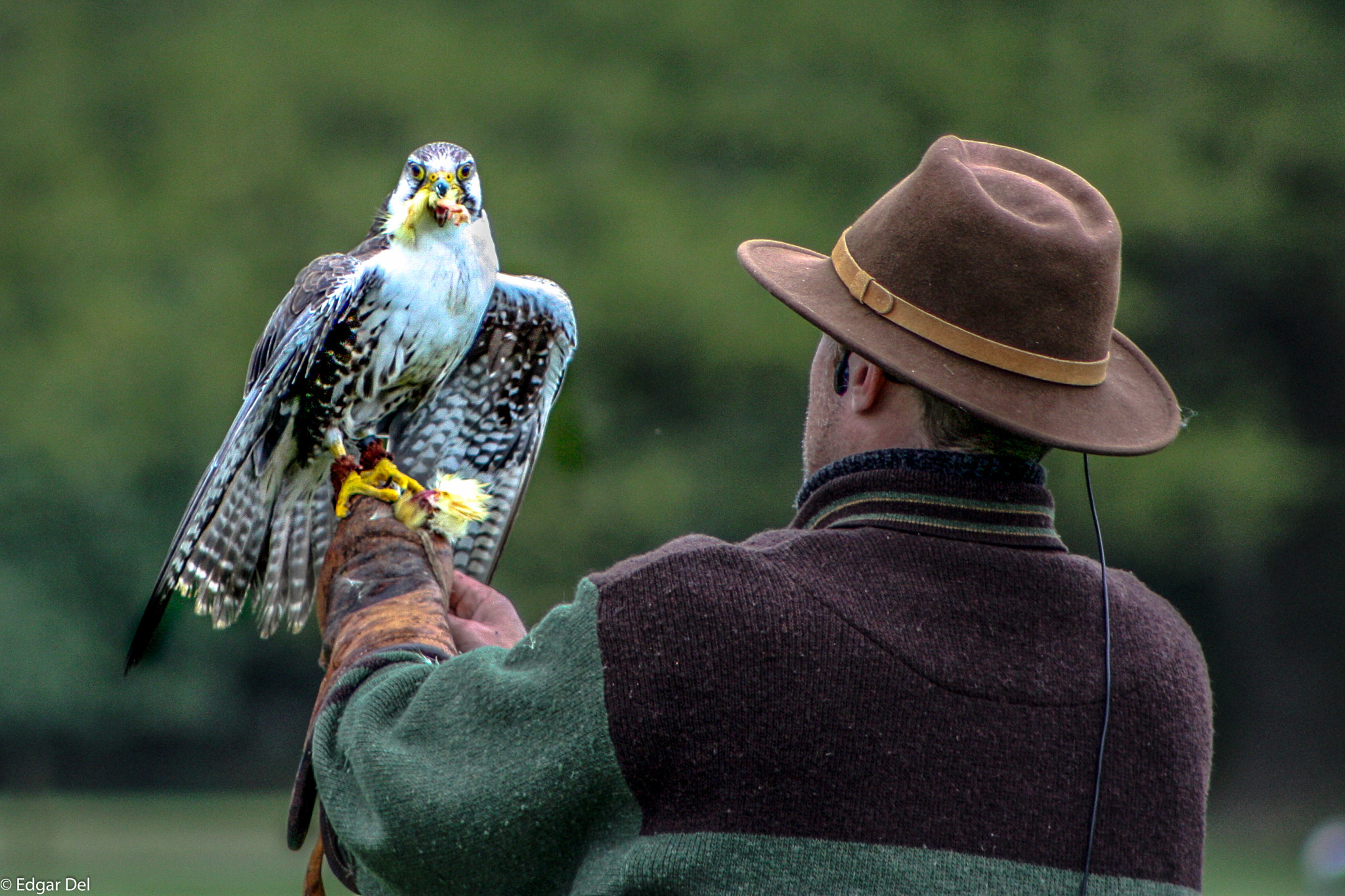 Canon EF 75-300mm f/4-5.6 USM sample photo. Le rapace photography