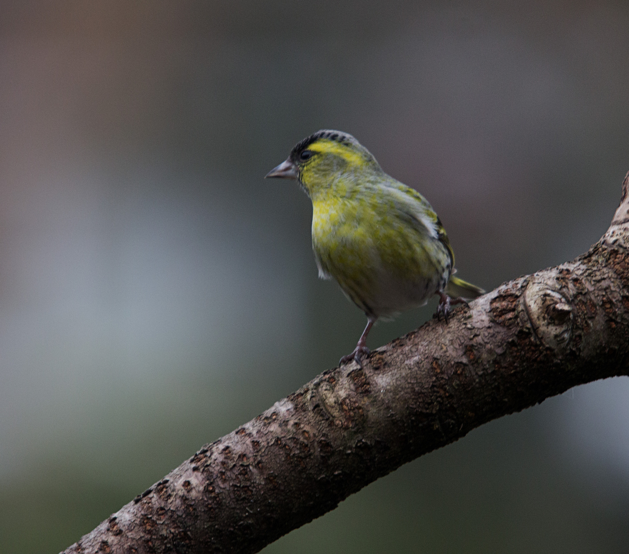 Sigma 50-500mm f/4-6.3 APO HSM EX sample photo. Siskin photography