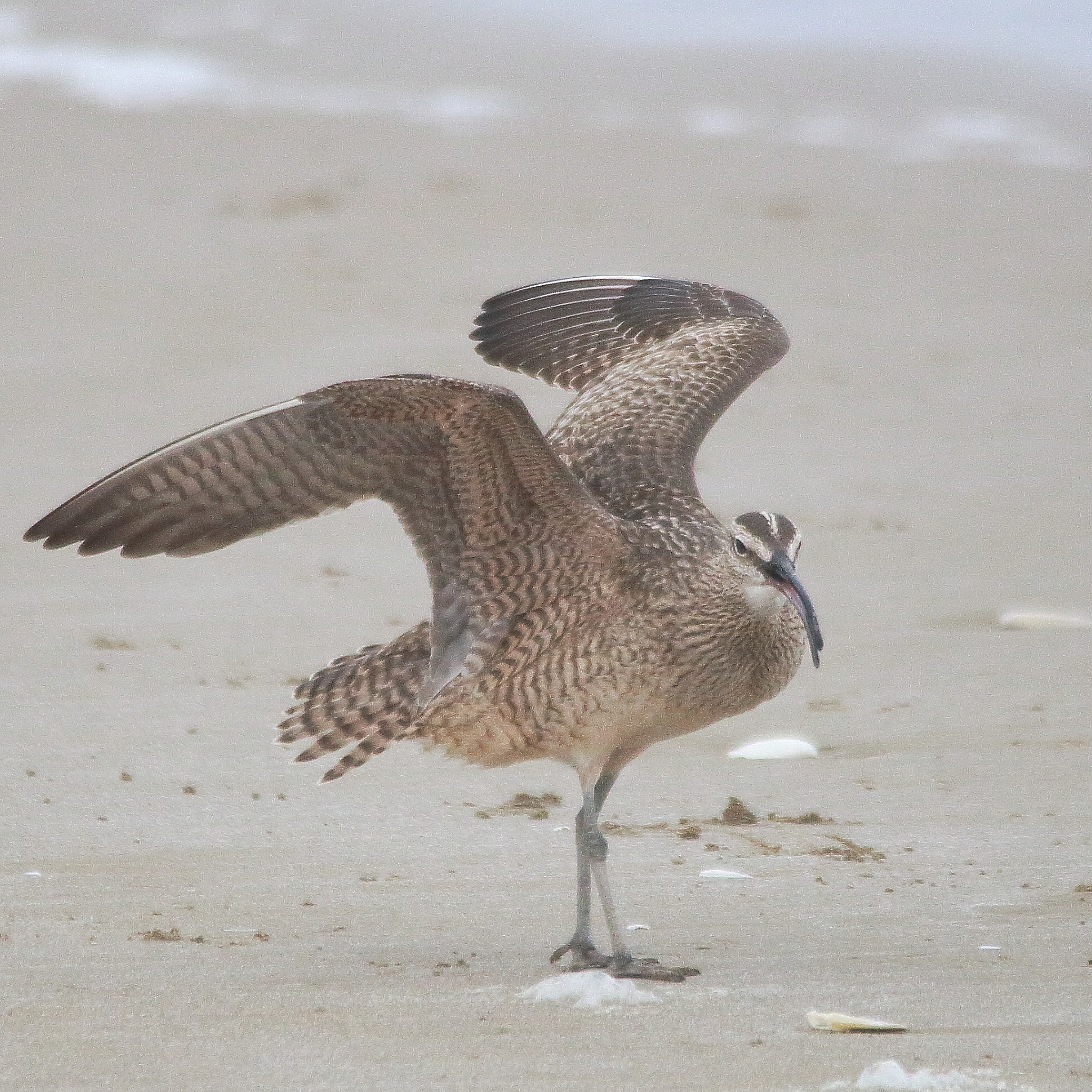 Sigma 150-500mm F5-6.3 DG OS HSM sample photo