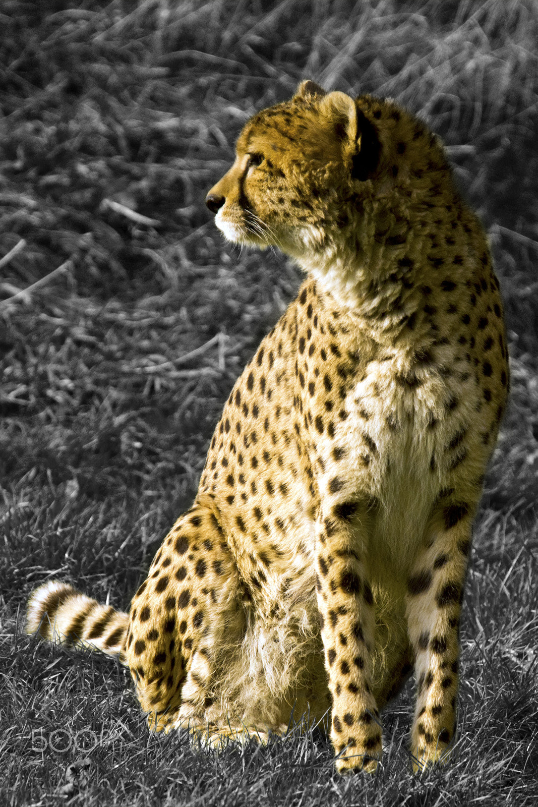 Sony SLT-A65 (SLT-A65V) + Tamron SP 150-600mm F5-6.3 Di VC USD sample photo. #cheetah photography