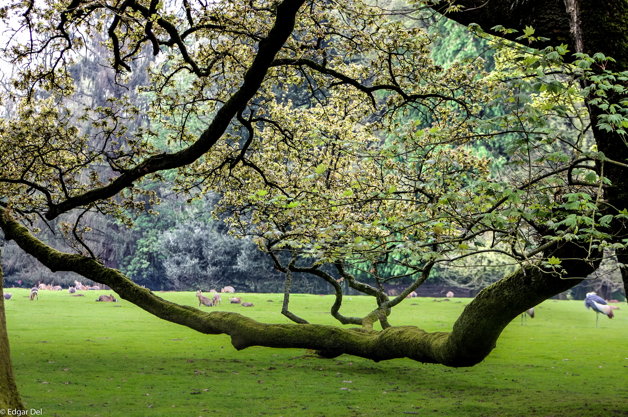Canon EF 75-300mm f/4-5.6 USM sample photo. Arbres photography
