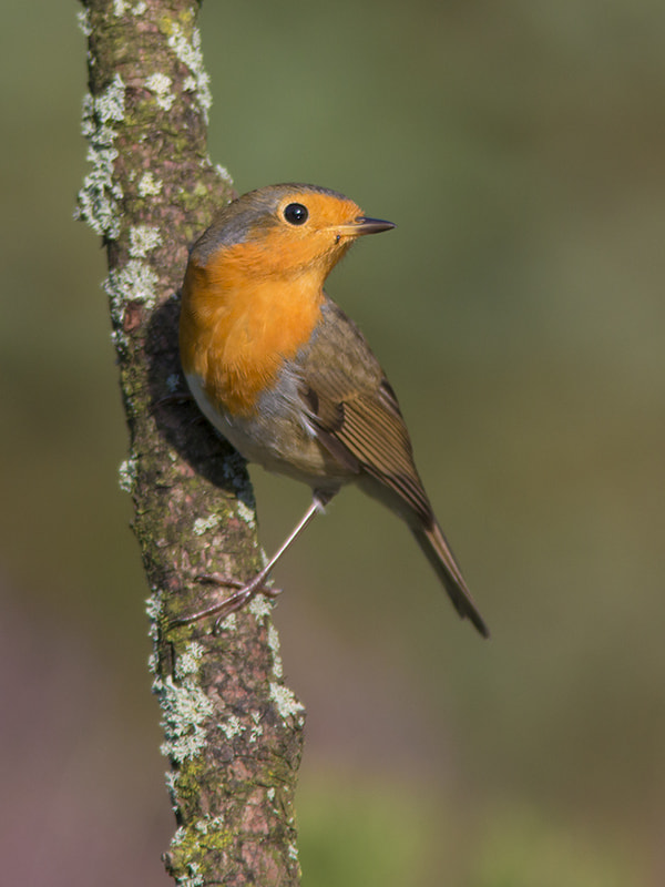 Canon EF 300mm F4L IS USM sample photo. Roodborst / robin photography