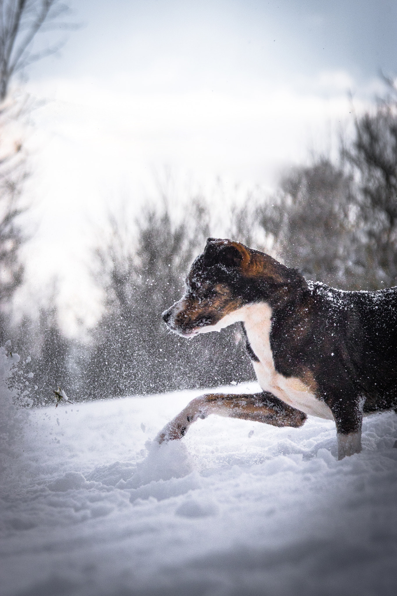 Sony ILCA-77M2 + 70-200mm F2.8 sample photo. Amica snow photography