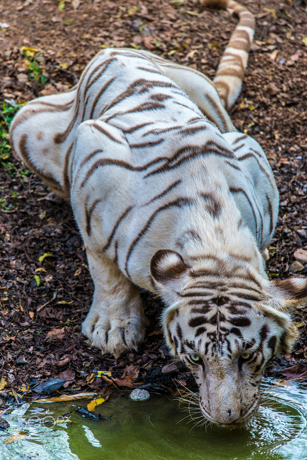 Nikon Nikkor AF-S 300mm F4E PF ED VR sample photo. Just a sip photography
