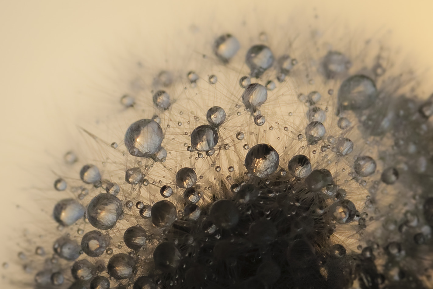 Canon EOS 5D + Canon EF 100mm F2.8L Macro IS USM sample photo. Dandelion with water drops in sunset light photography