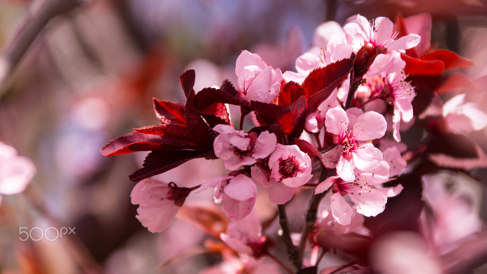 Sony SLT-A65 (SLT-A65V) sample photo. Purple-leaved plum in flower photography