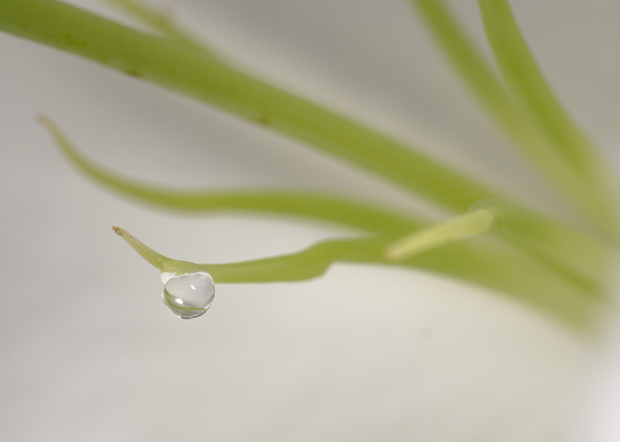 Canon EOS 600D (Rebel EOS T3i / EOS Kiss X5) + Sigma 70mm F2.8 EX DG Macro sample photo. Drop photography