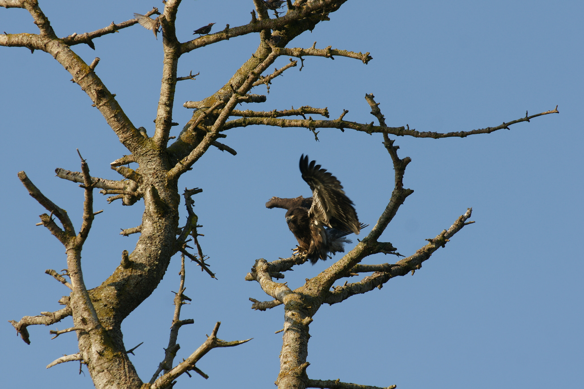 Sony Alpha DSLR-A700 + Minolta/Sony AF 70-200mm F2.8 G sample photo. Young bald eagle  photography